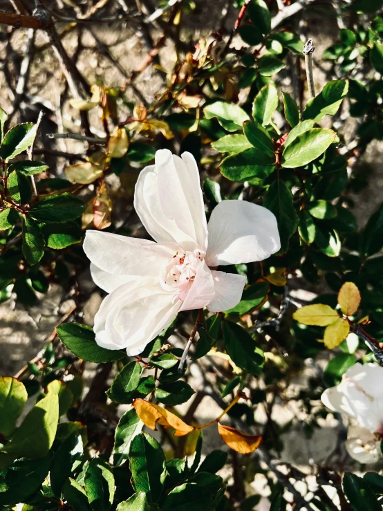 some flowers are hanging around and in the ground