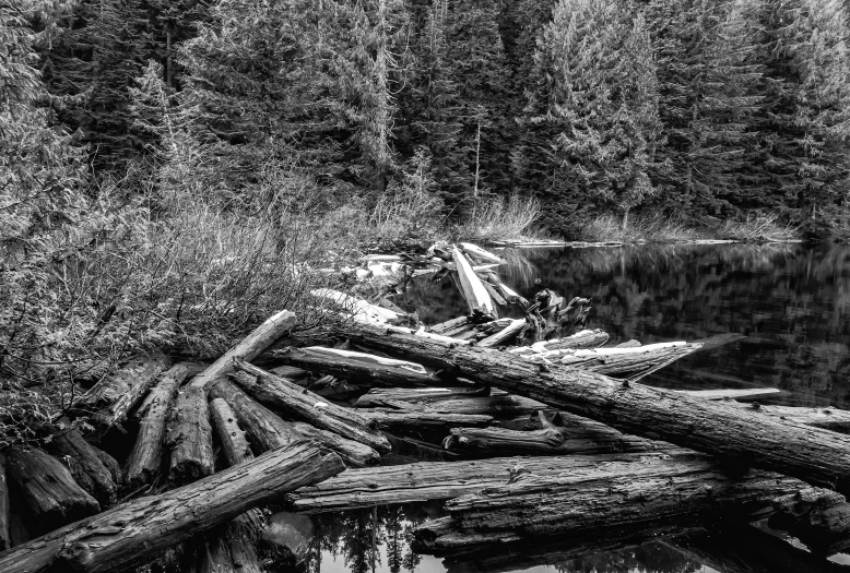 a black and white po of logs near water