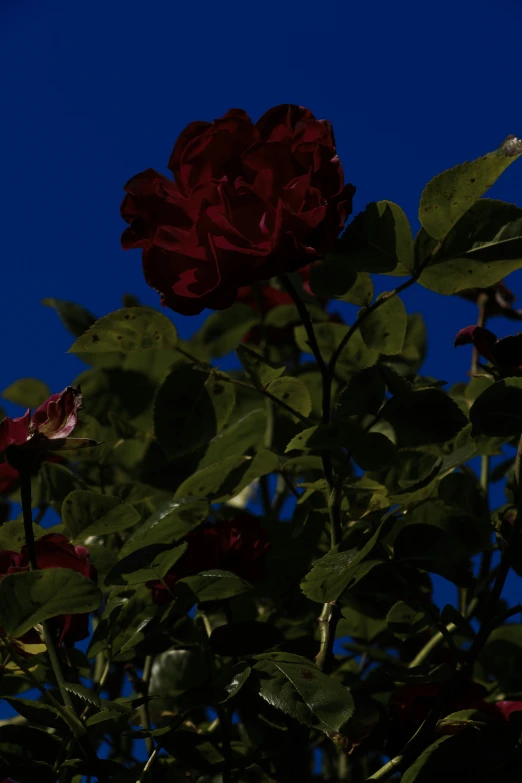 a single red rose in front of a clear blue sky