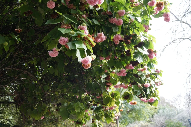 some pink flowers growing along a row of trees