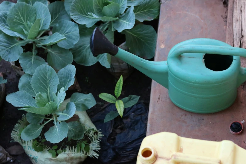 watering can on the ground next to green plants