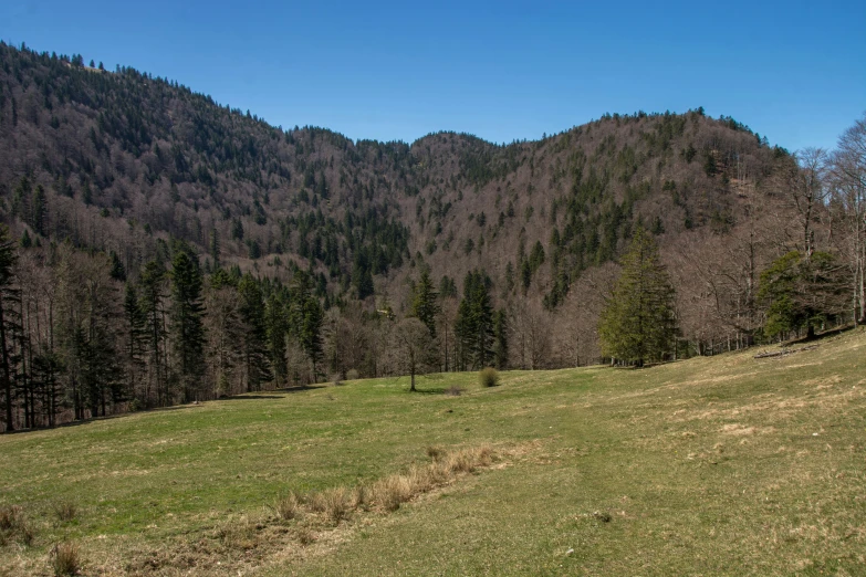 an open field in front of mountains and trees