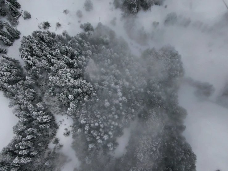 snow covers evergreen trees in an aerial view