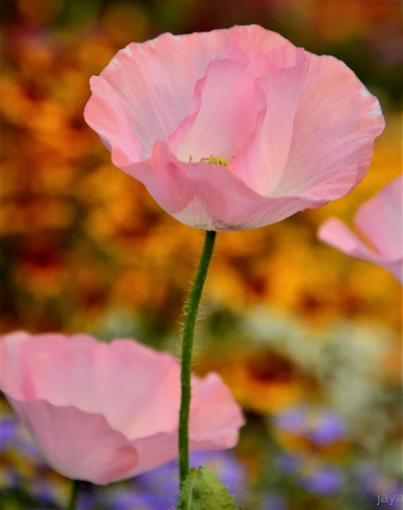 some pink flowers that are next to each other