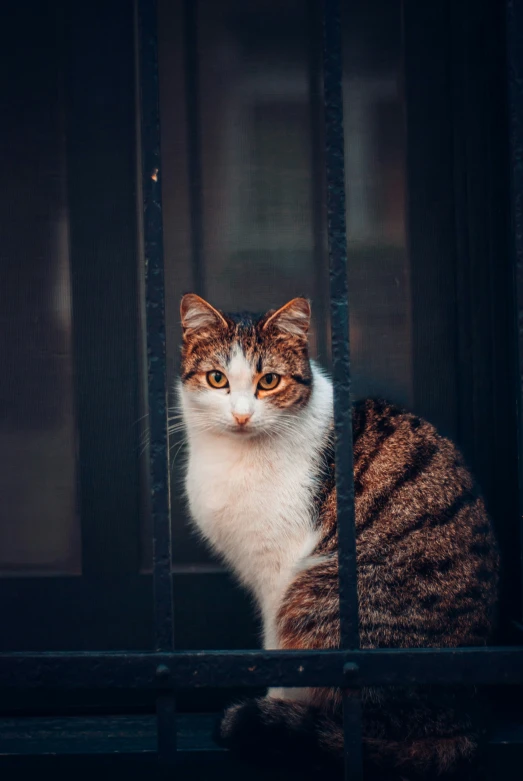 a cat with yellow eyes looking through a chain linked window