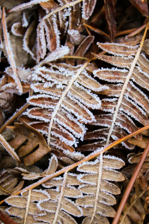 a picture of frozen leaves and ice crystals