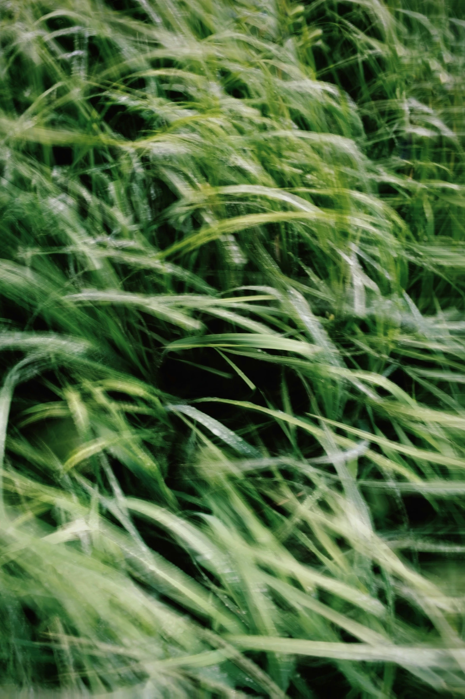 long - haired grass moving in the wind on a summer day