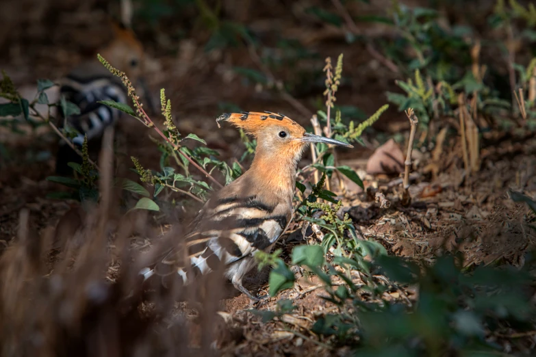 a bird perched on the ground in a wooded area