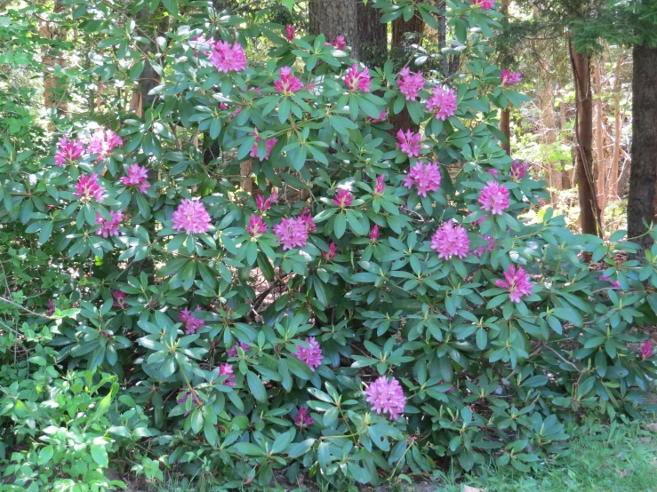 large green leaves with purple flowers around it