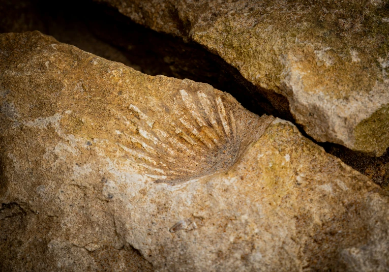 a shell imprint on some rocks near water
