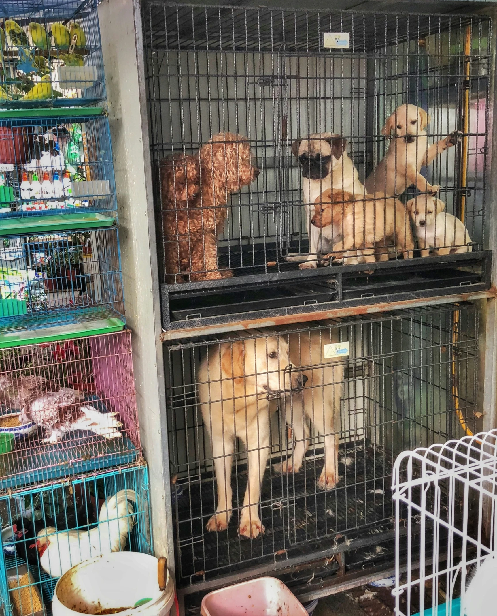 cages filled with different types of dogs in front of a building