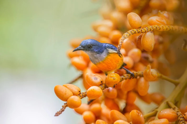 the blue bird is perched on a berry tree