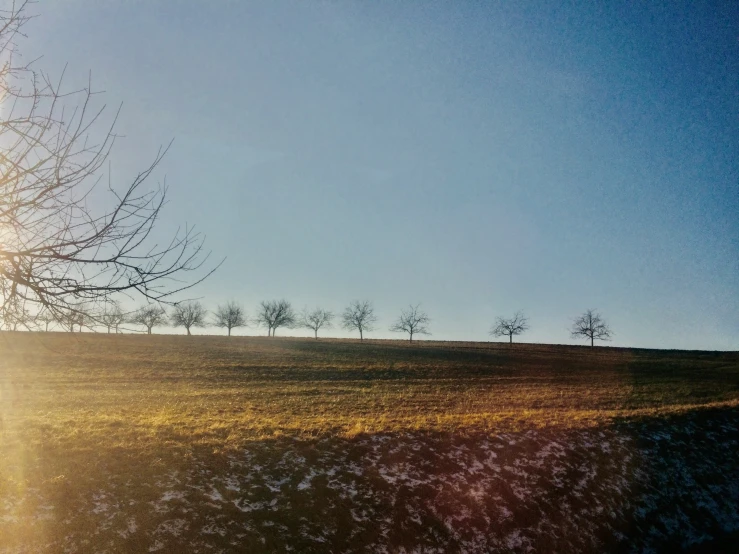 trees and a barren field are seen through the sun