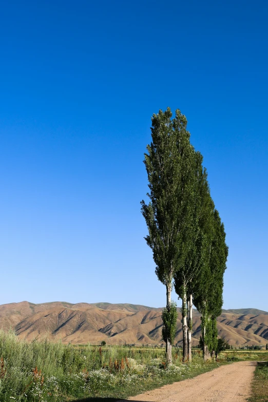 two trees in the field by a dirt path