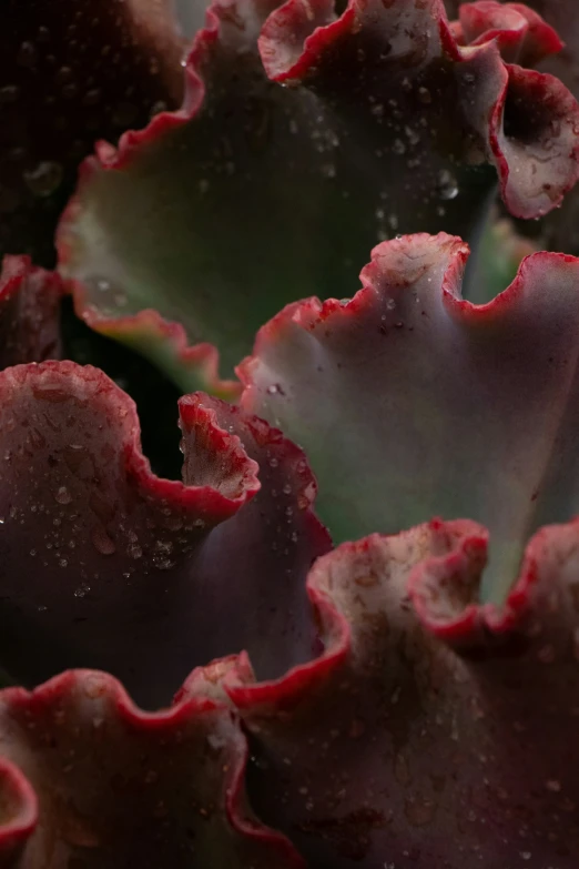 a close up of the inside of a cabbage