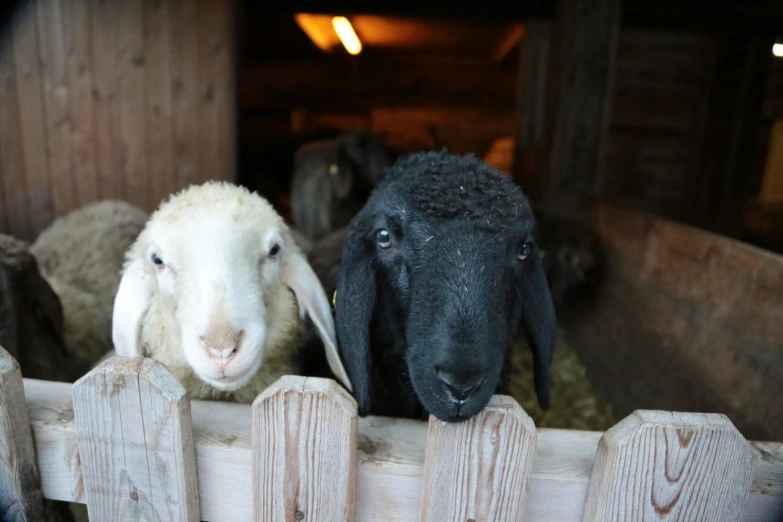 some sheep standing inside of a wooden pen