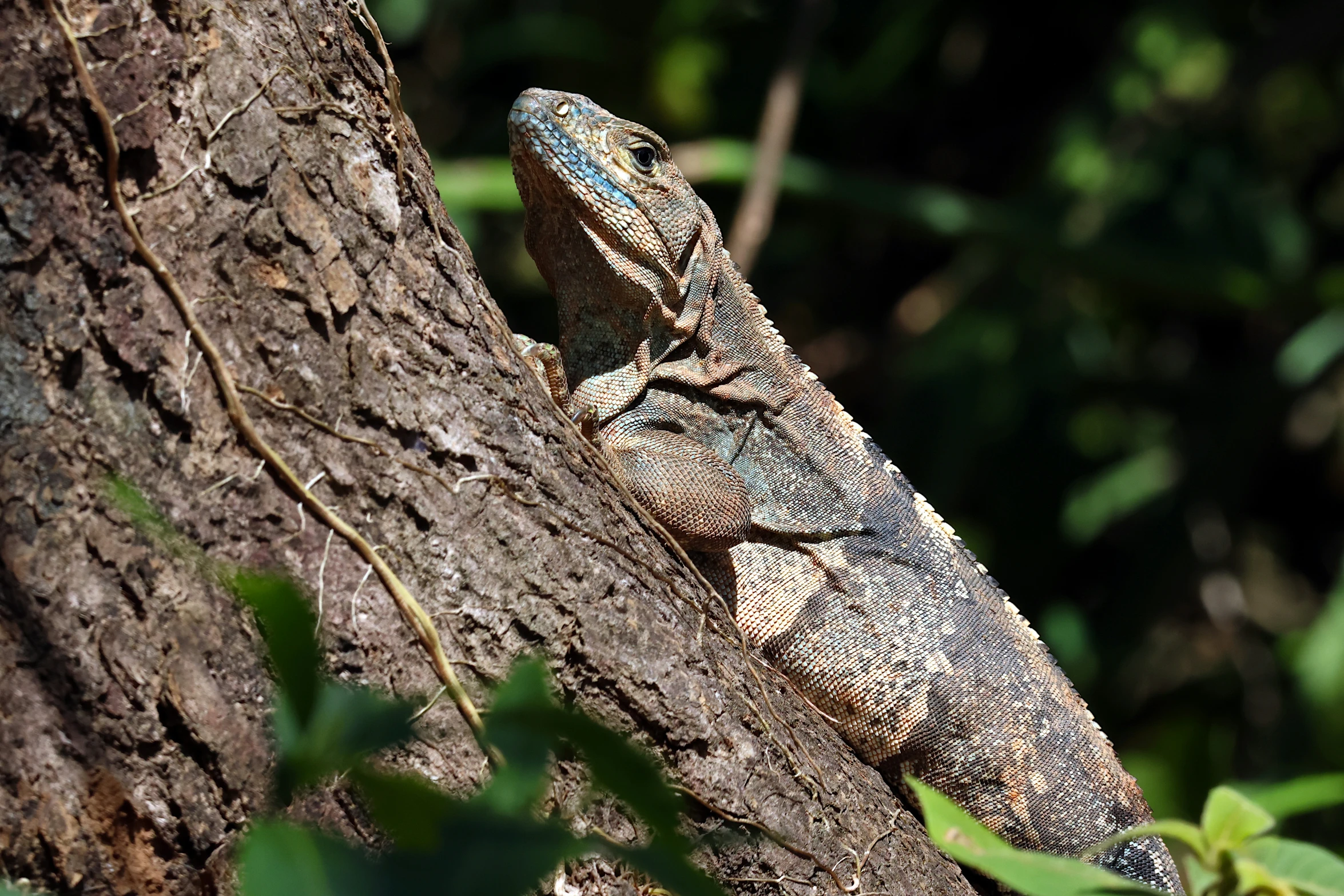 a lizard is on a tree trunk near a nch