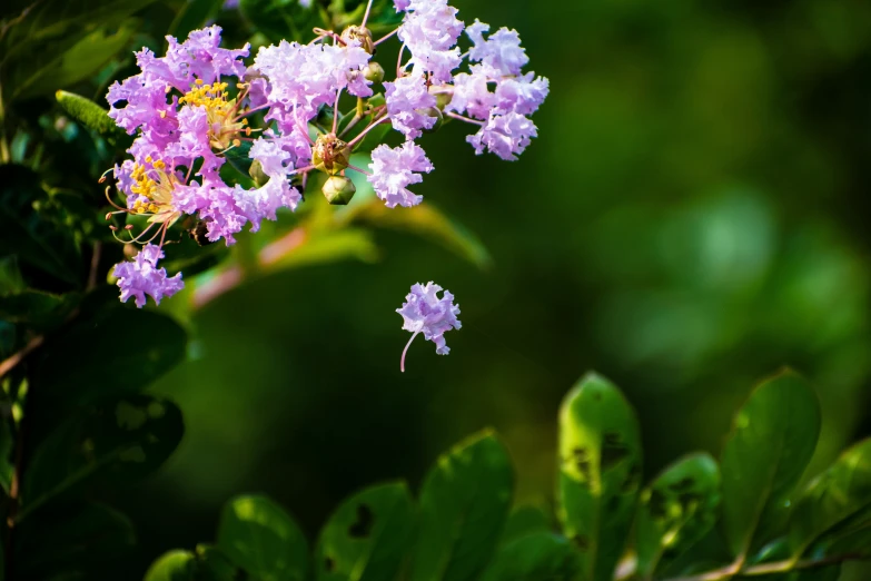a plant is shown with purple flowers and green leaves