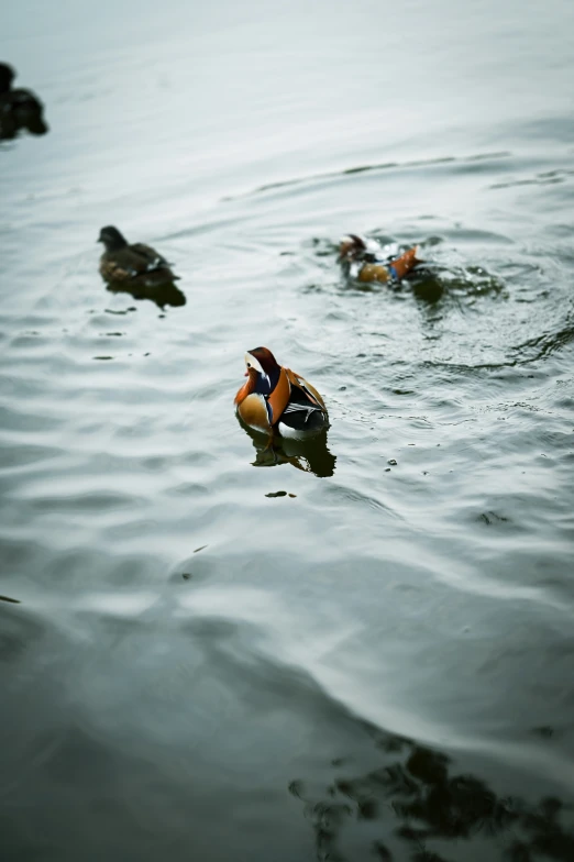 three different kinds of ducks in the water