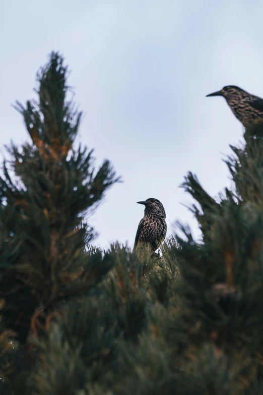 two small birds perched on top of some green bushes