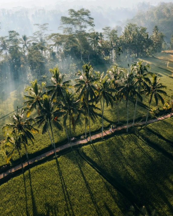 trees on an open field near a winding road