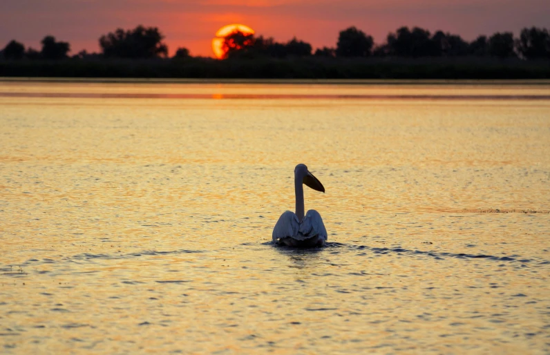 a swan swims on the water as the sun sets