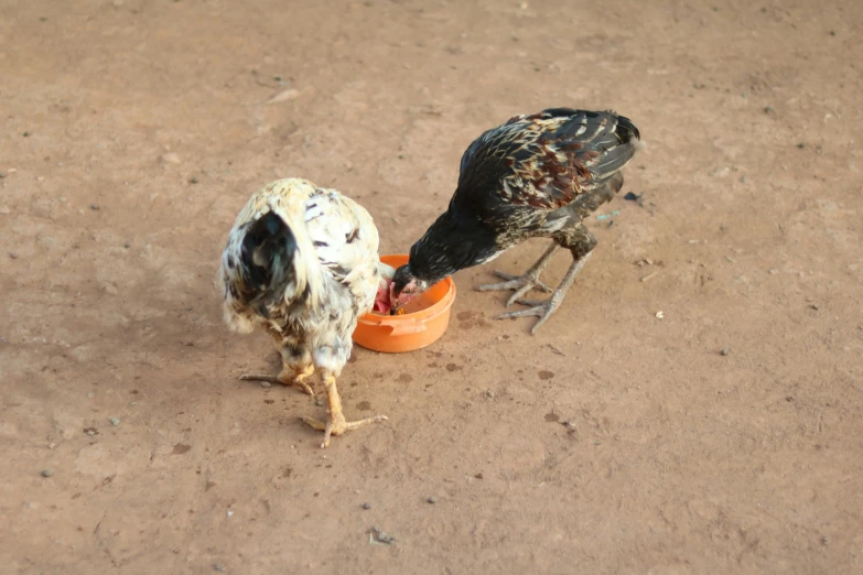 two chickens eating from plastic containers on dirt