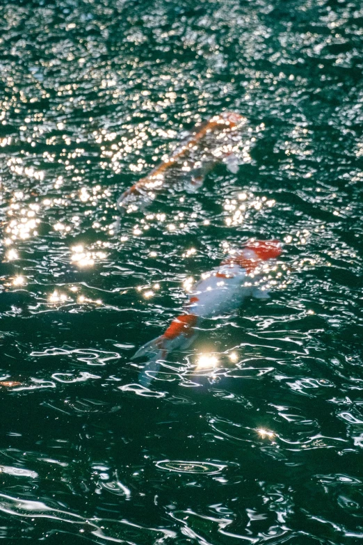 a group of fish swimming together in a lake