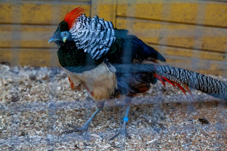 two colorful birds standing in dirt with a fence