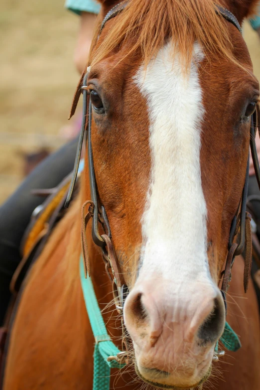 a close up of a brown and white horse