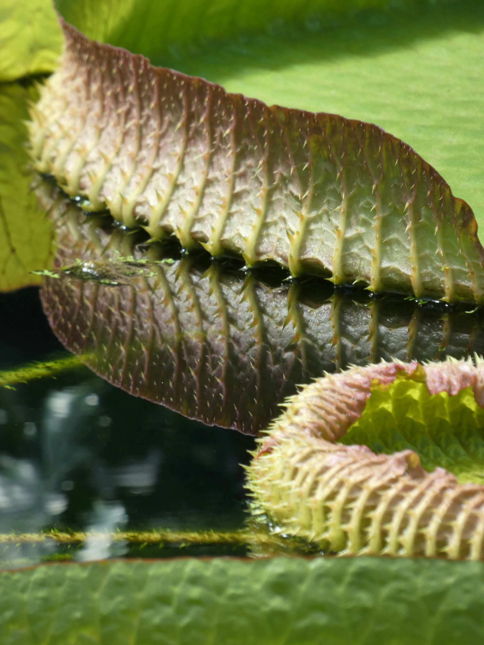 a fern leaf on a pond filled with water