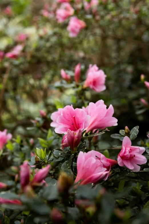 some pretty pink flowers in the middle of a bush