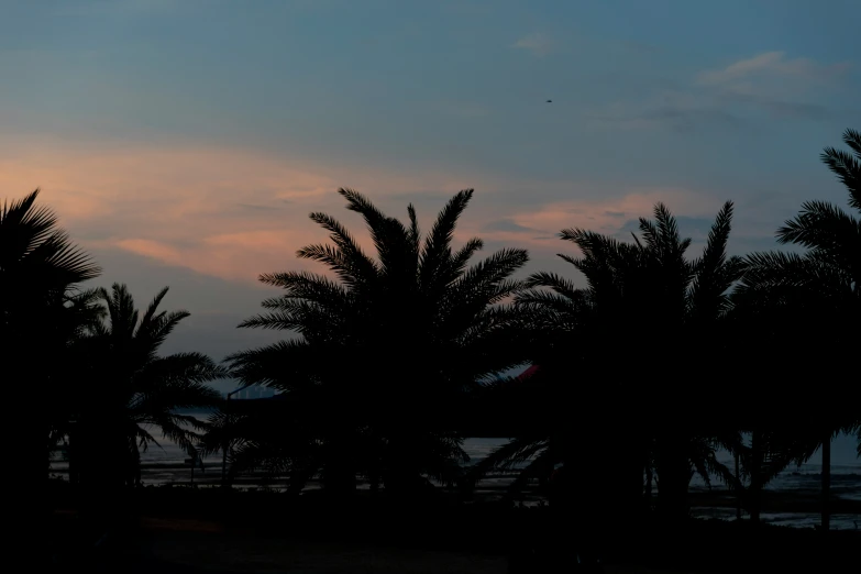 the silhouette of trees against a cloudy sky