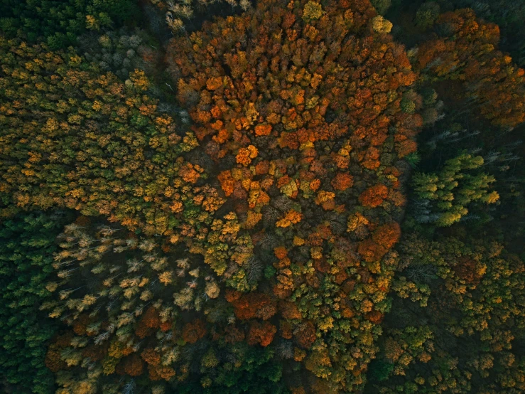 top down s of an area surrounded by trees