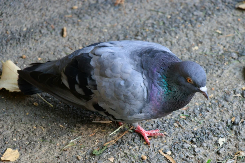 a pigeon standing on the ground next to a leaf