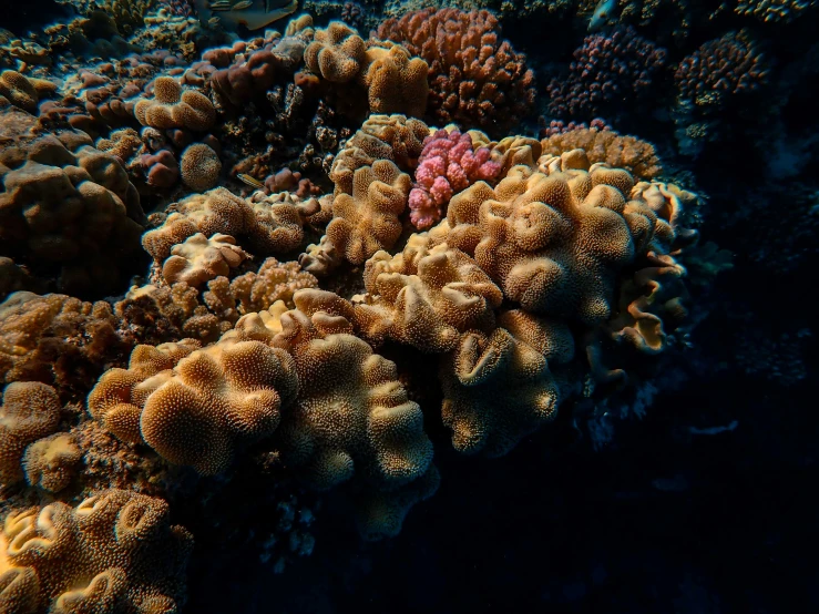 an array of corals and anemone on a blue seabed