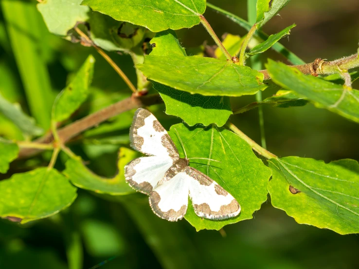 two white erflies sit on green leaves