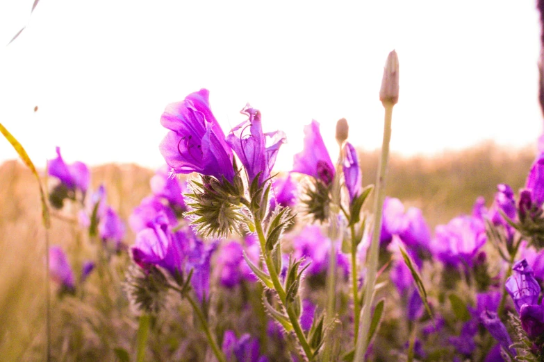 a field full of purple flowers with a green stem