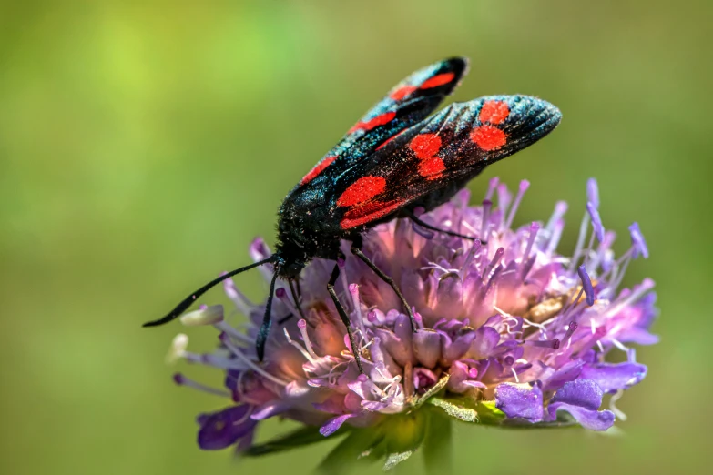 a bug that is sitting on a purple flower