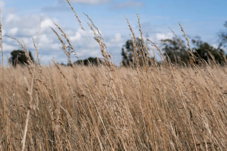 tall grass is shown in front of a sky background