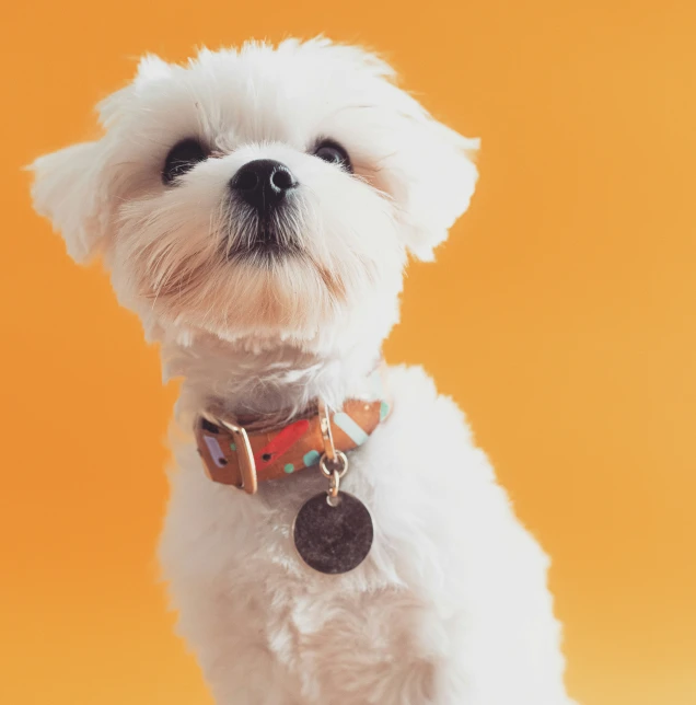 small white dog looking into the camera with yellow background