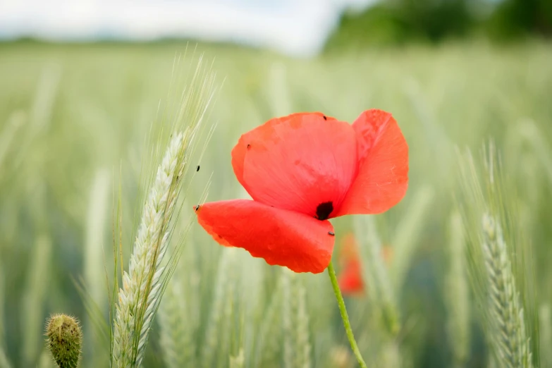 a field of tall green grass with two red flowers in it