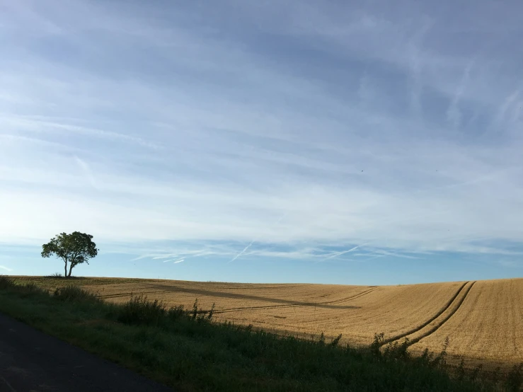 a lone tree stands alone in the middle of an empty field