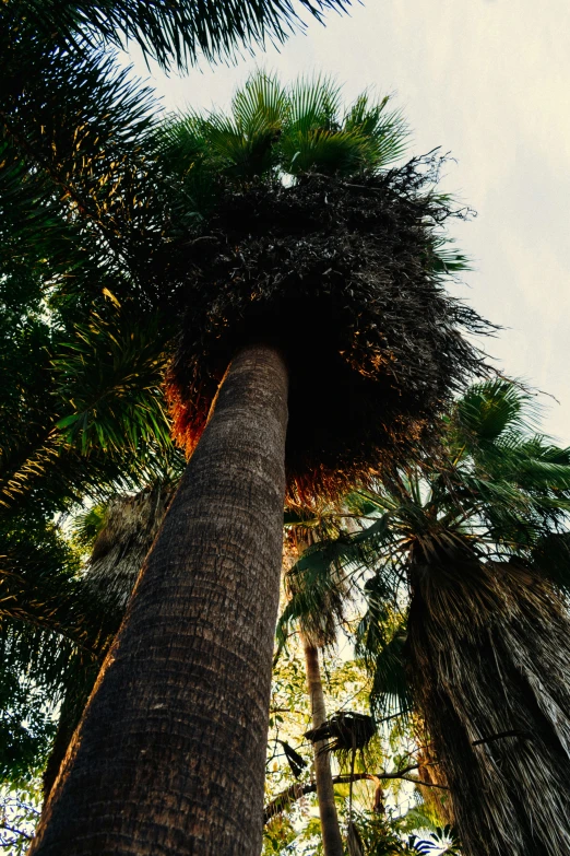 an upward view of a very tall tree