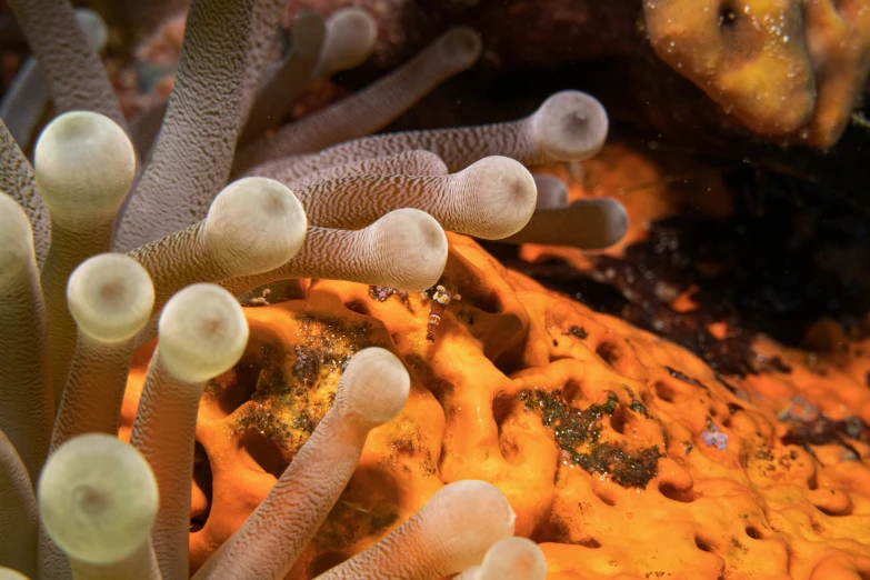 there are a lot of sea anemones in the aquarium