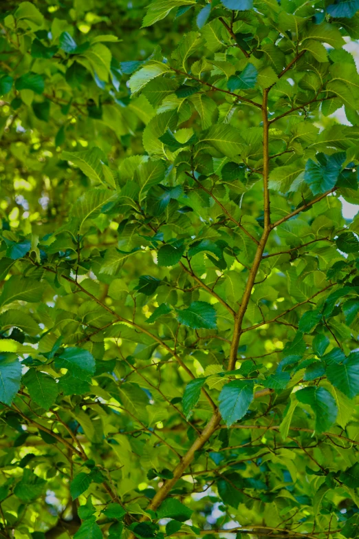 green leaves on the top and below are shining