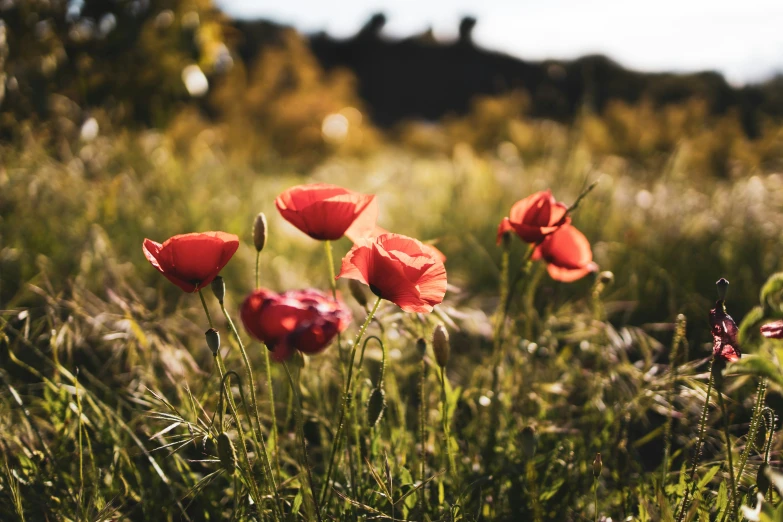 a group of red flowers in a field