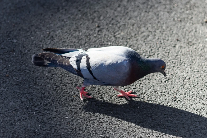 a pigeon standing in the middle of a paved area