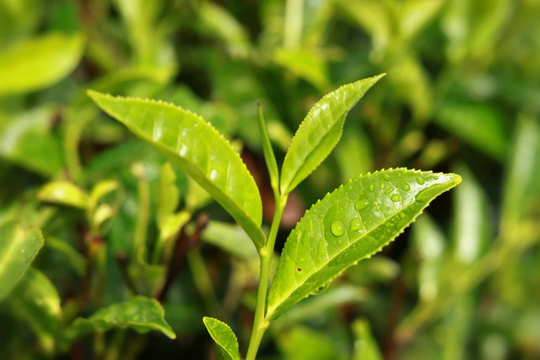 the leaves are green with little water drops