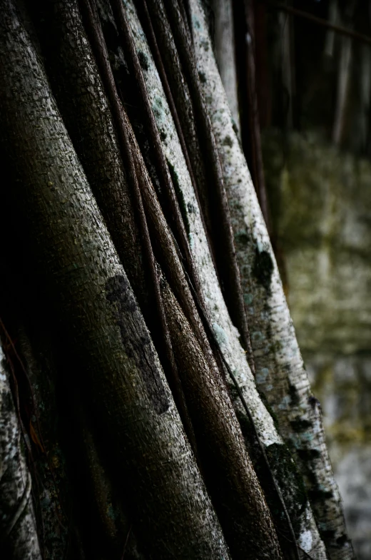 a tree with moss growing in its trunks